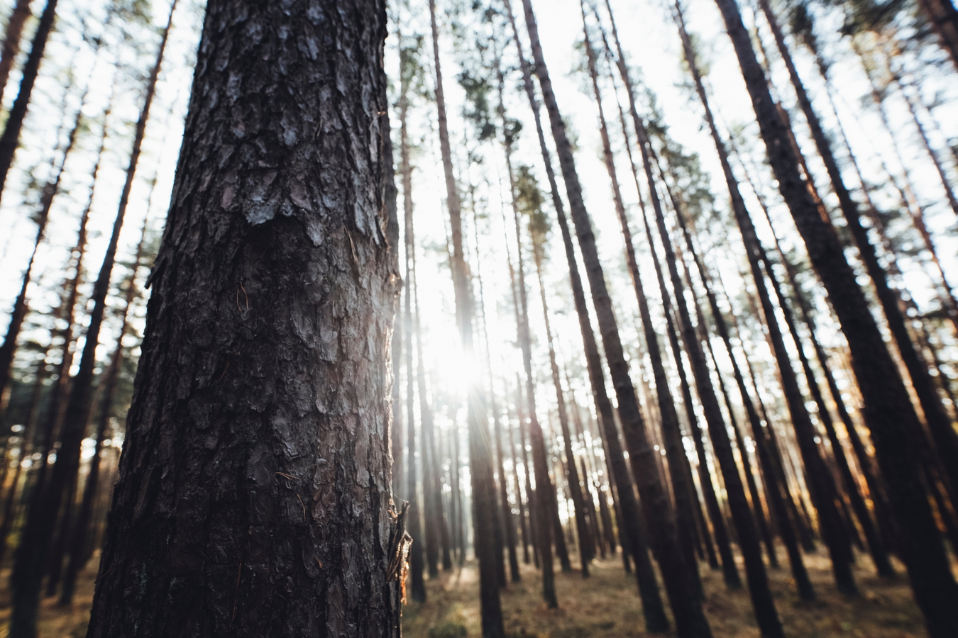  forests markus-spiske-G63__8sNskc-unsplash.jpg