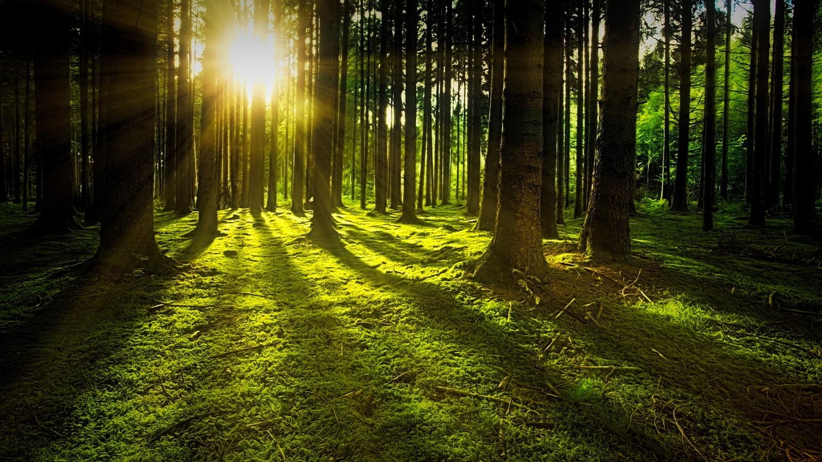 trees-3294681_1280.jpg