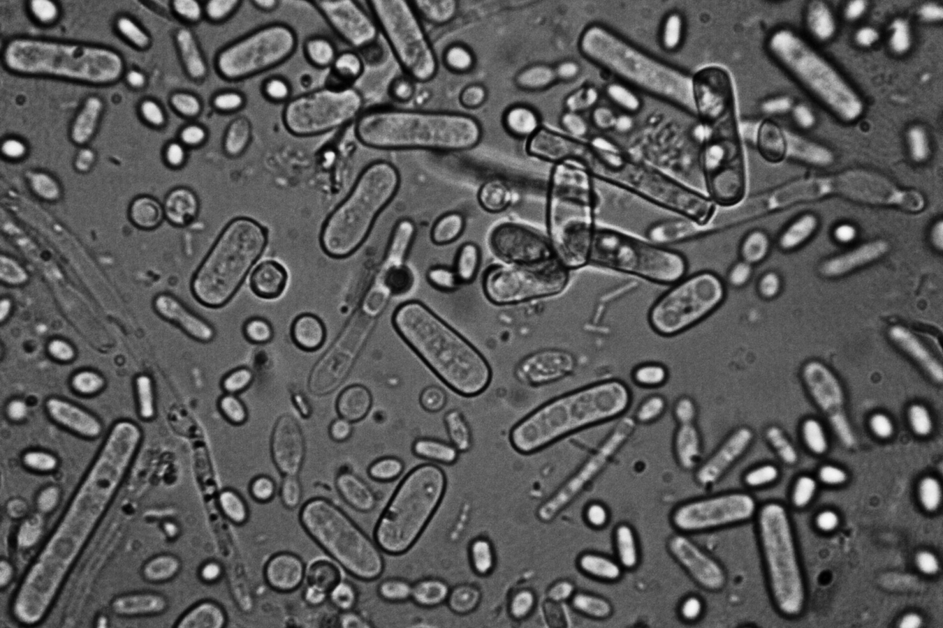 microorganisms