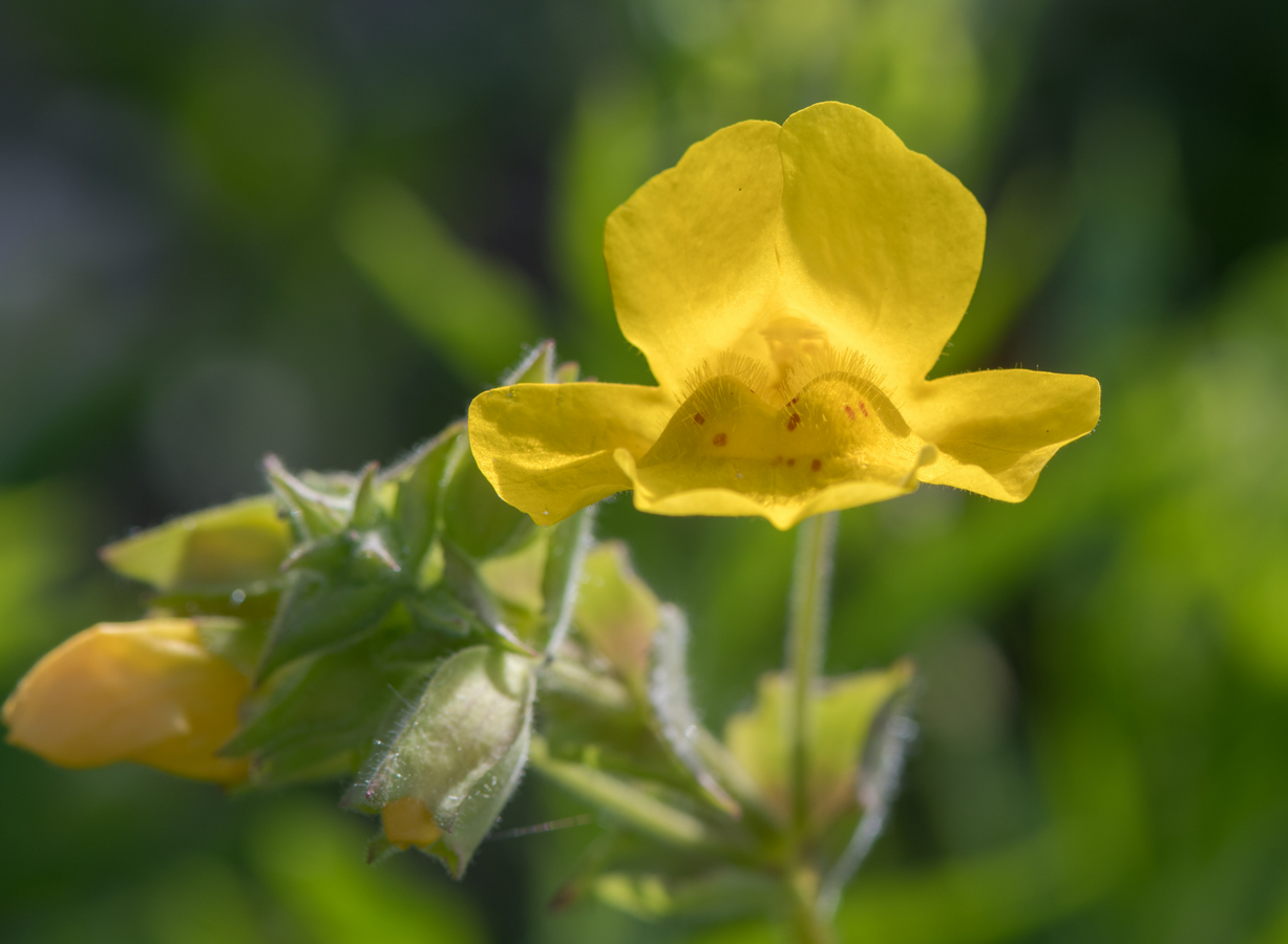 yellow monkeyflower Canva