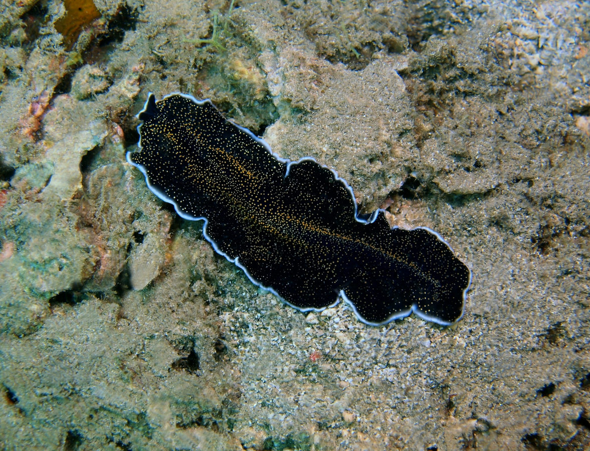 Flat worm canva
