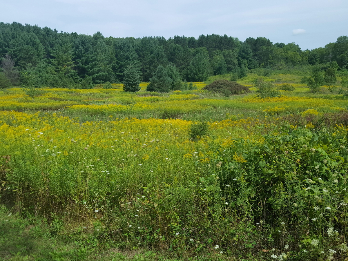 Grassland with forest on the horizon