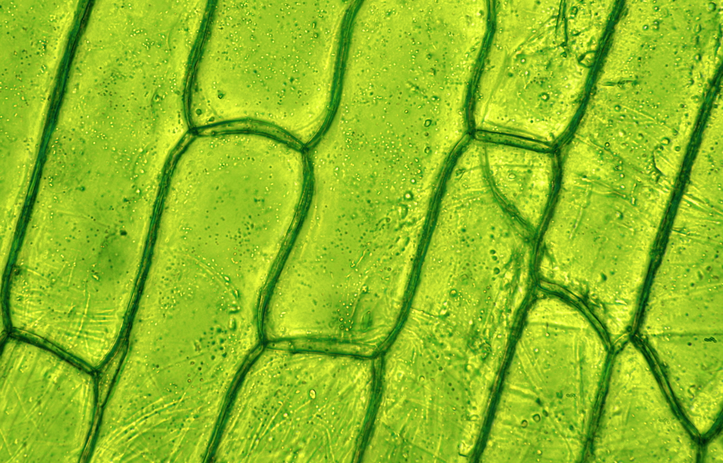 Plant Cells