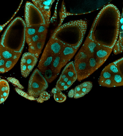 Cells under a microscope courtesy of Ethan Greenblatt