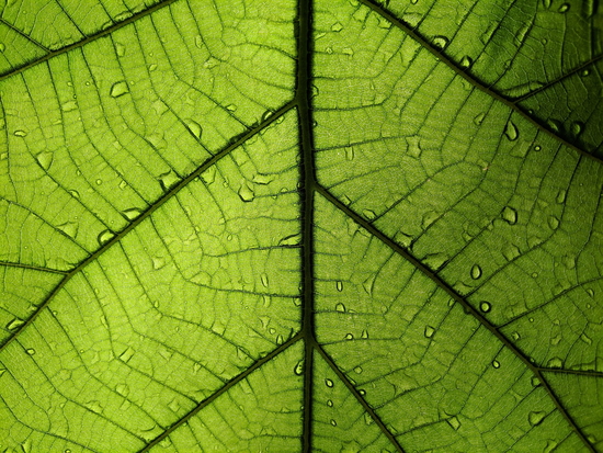 leaf-4702997_1920.jpg