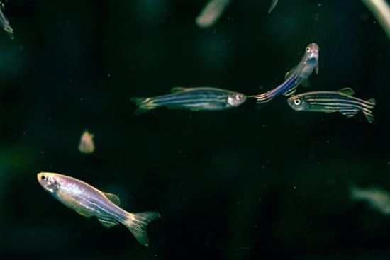 Zebrafish