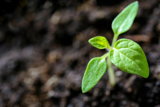 Soil with plant growing