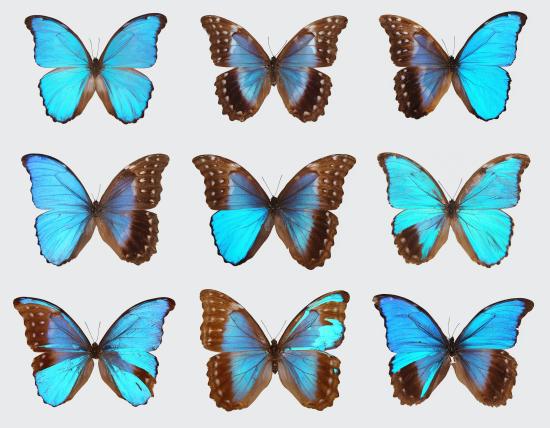 A collection of blue morpho butterflies courtesy of Nipam Patel