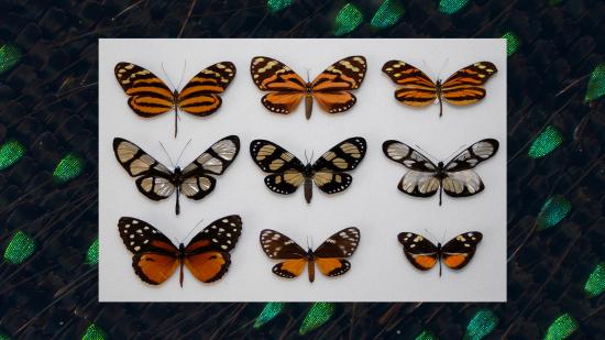 Nine butterflies demonstrate camouflaging abilities. Image courtesy of Nipam Patel. 