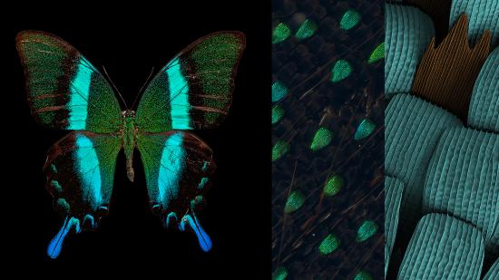 Zoom in on the pigment patterns and physics that gives butterfly wings their brilliant hues and patterns. Image courtesy Nipam Patel. 