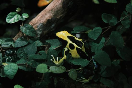 Poison Dart Frog