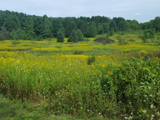 Grassland with forest on the horizon