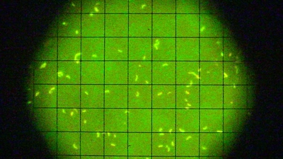 Epi-fluorescence microscopy of acridine orange stained microorganisms collected from deep-sea vents at 2.5 km depth and cultured at high pressure conditions (250 atm).