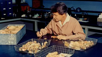 Barbara McClintock working with maize in the lab.