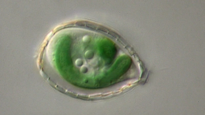 This micrograph of the single-celled Paulinella shows the photosynthetic “machinery” in green. Photo courtesy of Eva Nowack.