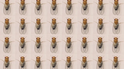 Watercolor illustration of Drosophila by Edith M. Wallace, courtesy Carnegie Institution for Science.