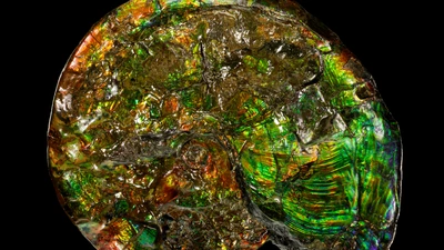 Opalized ammonite. Credit: ARKENSTONE/Rob Lavinsky