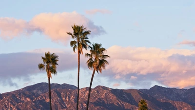 Palm trees in front of the San Gabriel Mountains 
