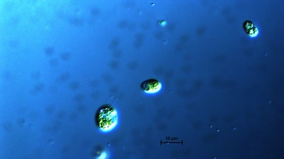 Chlamydomonas photo courtesy of Natasha and Natalie Rothhausen of the University of Dusseldorf.