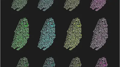 Stylized image of a young Arabidopsis leaf showing individual cells by Flavia Bossi