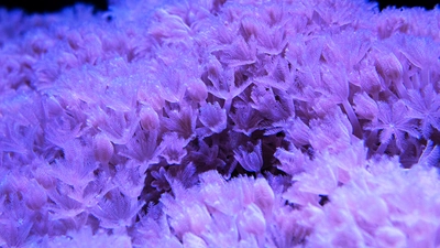 Coral growing at the Department of Embryology