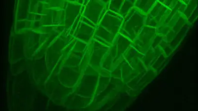  3D projection of an Arabidopsis root tip. Credit: Dave Ehrhardt3D projection of an Arabidopsis root tip. Credit: Dave Ehrhardt