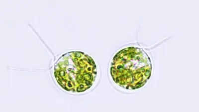 Burlacot and his collaborators conducted their research using the photosynthetic alga Chlamydomonas reinhardtii. Microscopic image purchased from Shutterstock.