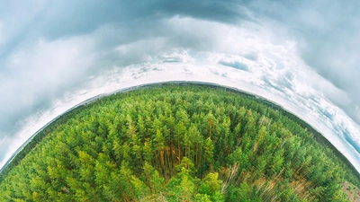 Fisheye lens view of a forest and racing clouds overhead