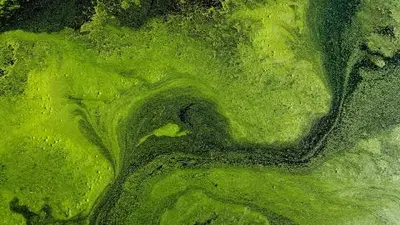 Algae present an accessible vehicle for elucidating the genetic information that underpins photosynthesis. Image purchased from Shutterstock.