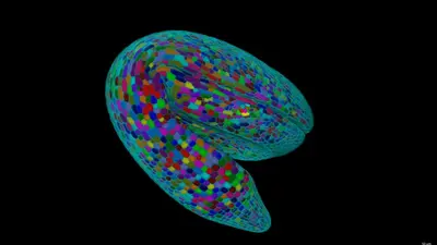 A 3D reconstruction of an Arabidopsis embryo. Different colors are used to annotate different cells. Image is courtesy of George W. Bassel