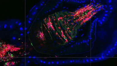uper-resolution image of fly gut crypts colonized by the native Lactobacillus and Acetobacterbacteria.