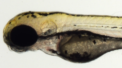 Experimental zebrafish larvae