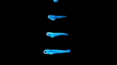 Chemiluminescence emitted by the NanoLuc protein in LipoGlo zebrafish.