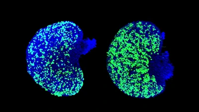 Mouse Oocytes - Banner Image