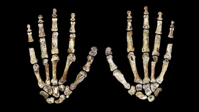 Ancient skeleton hands