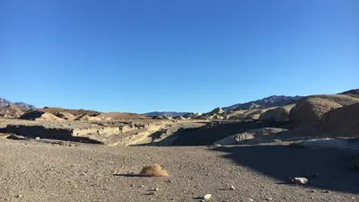 Tidestromia oblongifolia in winter, Death Valley National Park, CA, USA, Photo by Seung Yon (Sue) Rhee, Copyright 2018, Creative Commons CC BY 4.0
