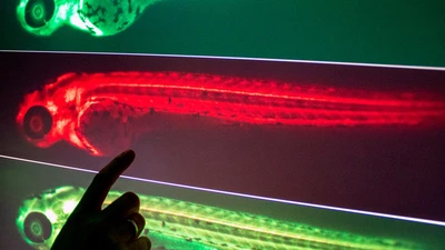 Looking at zebrafish