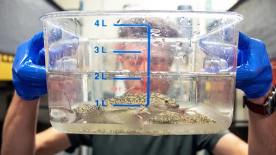 Ross Pedersen shows off an African clawed frog and its eggs. 