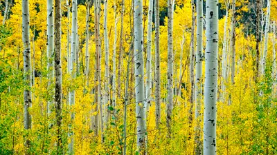 A grove of aspens with yellowing leaves. 