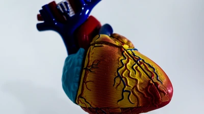 model heart in blue, red, and yellow. 