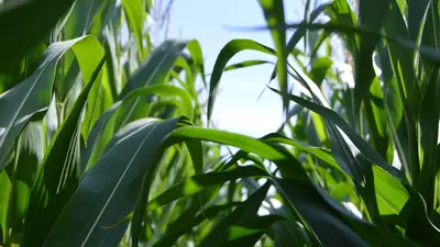 Green maize plants up close. A hint of blue sky between the stalks. 
