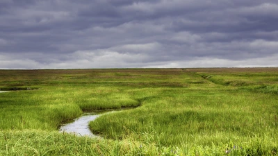 Long marsh grass with winding creek. 