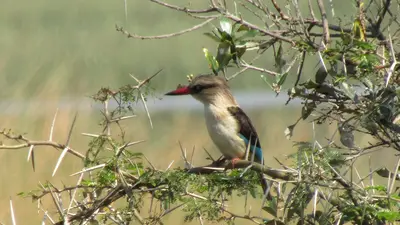 Bird sits on a tree branch in a wetland environment. 