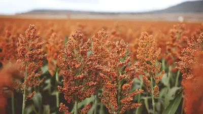 Sorghum field