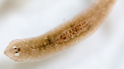 Planaria under a microscope purchased from Shutterstock.
