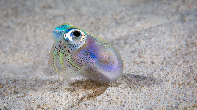 Hawaiian bobtail squid purchased from Shutterstock