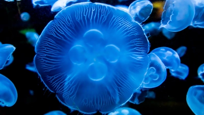 Bioluminescent Moon Jellyfish
