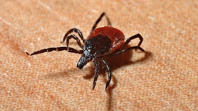 A red tick crawls across a surface. 