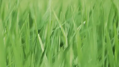 Close up of bright green blades of spring grass. 