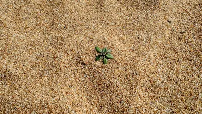 Plant growing in sand